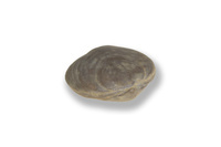 F 13065
<br/>
<br/>
<em></em>